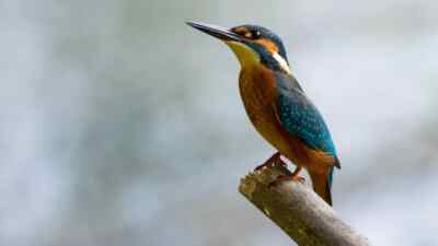Digital Image Picture Photo Pic Wallpaper Background Trees Bird Blue Nature