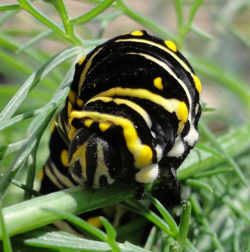 Fennel Seeds Herb Perennial Swallowtail Butterfly Host Plant Non-GMO 200 Seeds - Picture 5 of 8