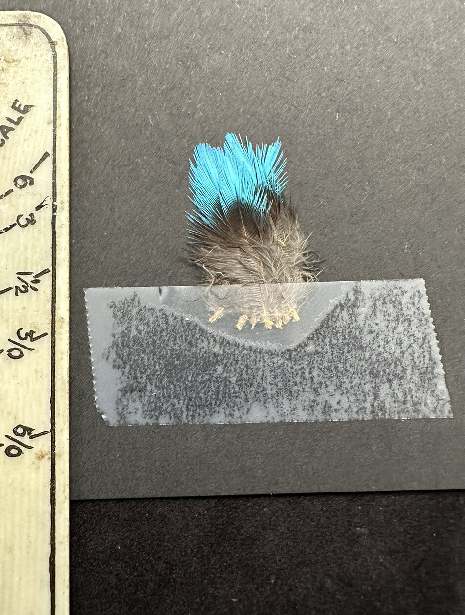 COTINGA CHATTERER CAYANA FEATHERS SALMON FLY TYING | eBay
