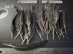 Lot Of Guinea Feathers