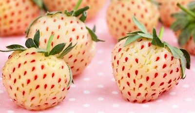 Gattung Erdbeeren » Das Wichtigste über Die Frucht