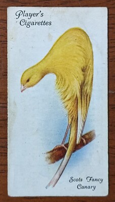 1933 Player Cigarette Card Aviary And Cage Birds #11 Scots Fancy Canary 
