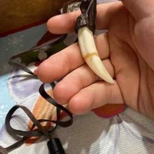 Genuine CROCODILE SKIN 5 CM tooth  ,NECKLACE,  AUSTRALIAN MADE man woman boys