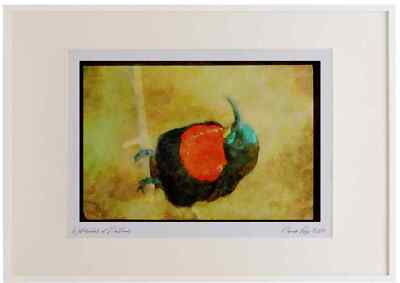 707002 Southern Scarlet Chester Sunbird Aquarell Bilderrahmen limitierte Auflage A3