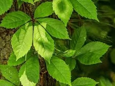 10 Virginia Creeper Plant Bare Roots Native Plants