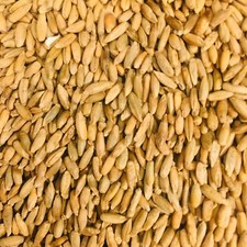 Rye Seed Whole Grain Kernels