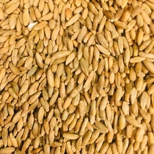 Rye Seed Whole Grain Kernels