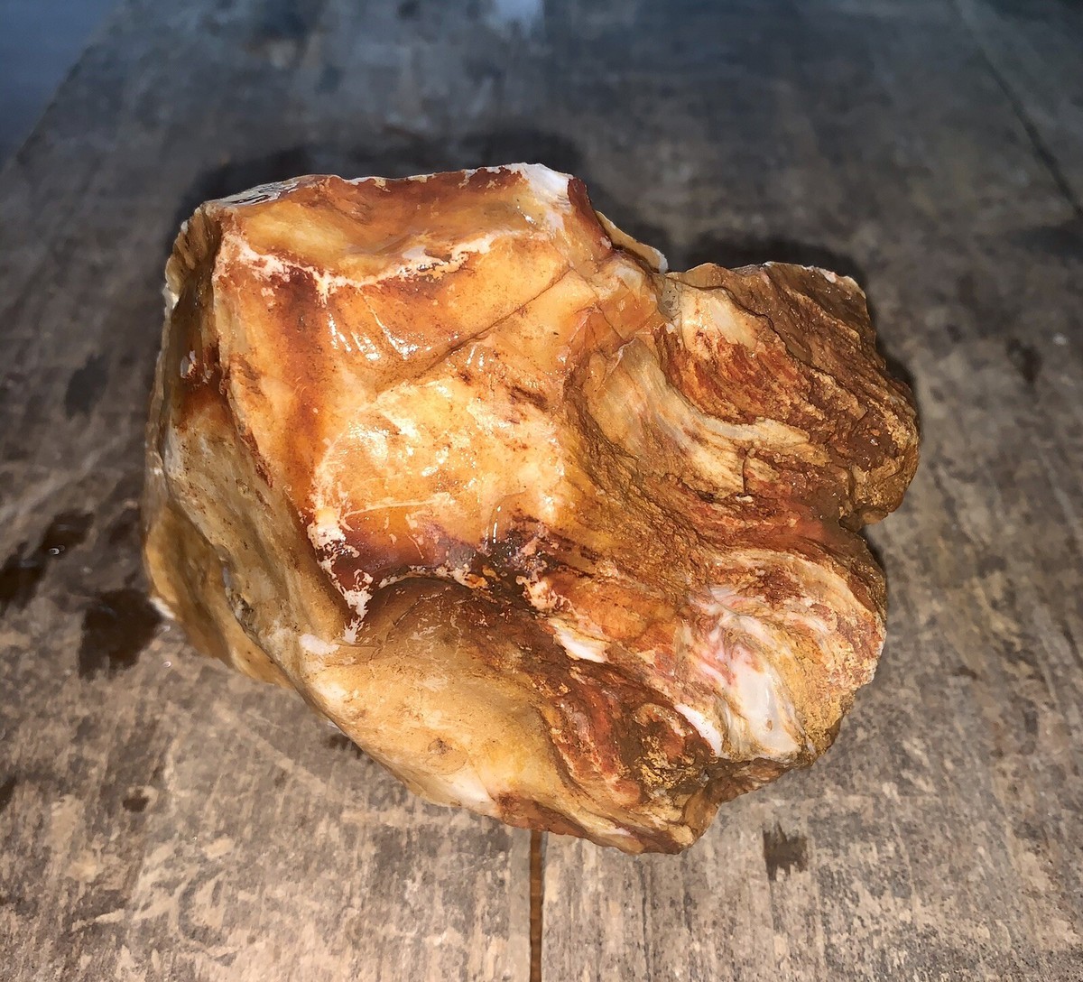 Fully Opalized Petrified Wood Rough Specimen 1.1 oz | eBay