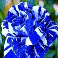 100Pcs Blue Dragon Rose Seeds Flower Perennial Flowers Seeds Bloom