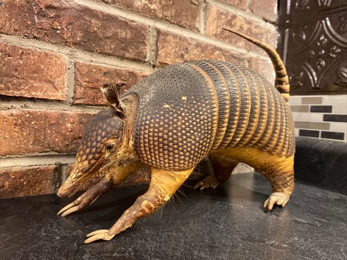 Vintage~Antique Authentic 9 Banded Taxidermy Armadillo~ Whole Body Mount~ LOOK!
