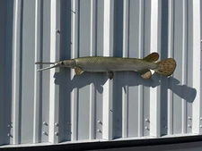 30" Longnose Gar Half Mount Fish Replica - Quick Production