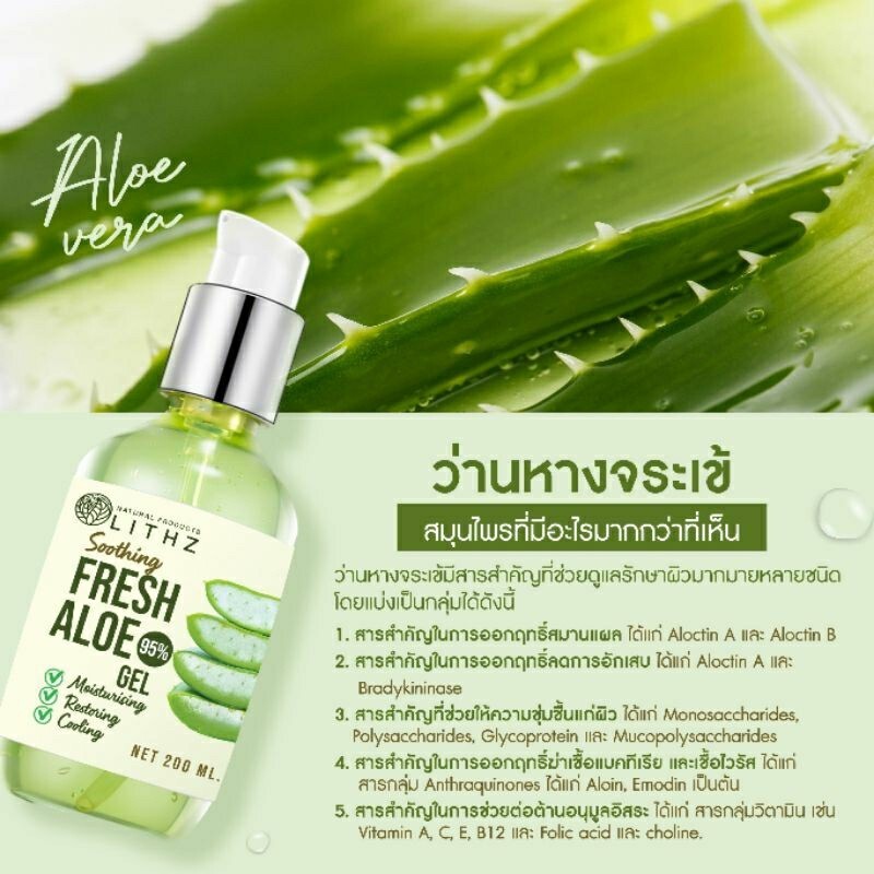 peuser aloe vera Aloe Peglerae | Aloe Plants | Succulents Gift Ideas