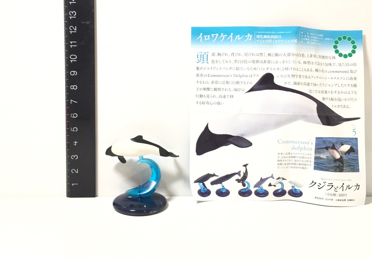ドルフィンダイバーズ　Dolphin divers バインダー　CD 非売品 ドルフィンダイバーズ Dolphin divers バインダー CD 非売品