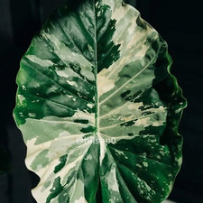 5 Alocasia Macrorrhiza Variegata | Certificato Fitosanitario Omaggio