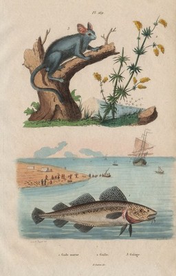 Gade morue (Gade cod). Gaillet (Cleaver). Galago (Bushbaby) 1833 alter Druck