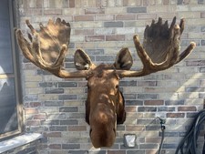 Alaskan Bull Moose In VELVET Shoulder Mount Taxidermy Antler Huge