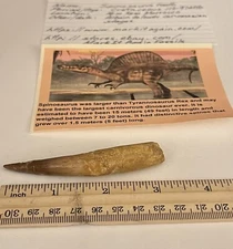 Spinosaurus Tooth Dinosaur Fossil 3.25” not T Rex Cretaceous CS177