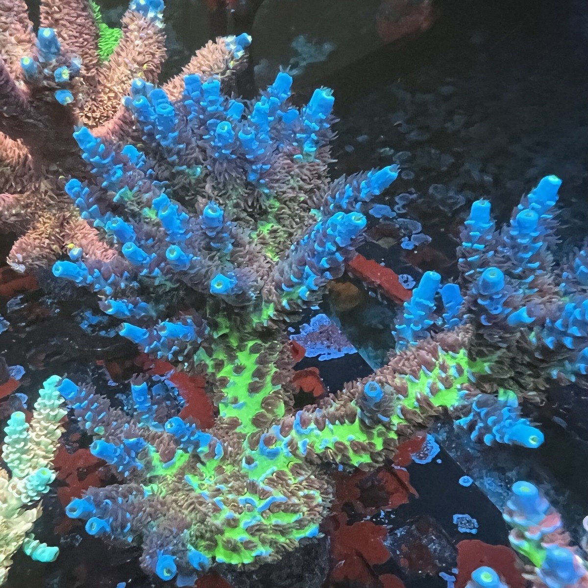 Thirstysreef Acropora Coral JF Jolt 3/4” | eBay