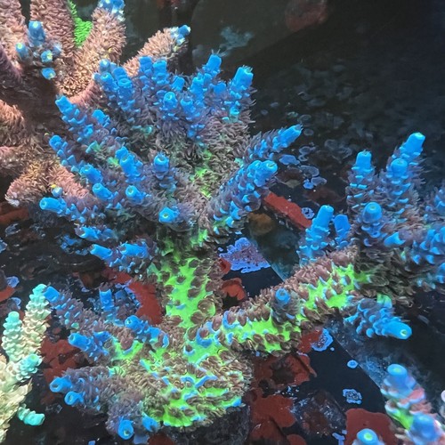 Thirstysreef Acropora Coral JF Jolt 3/4