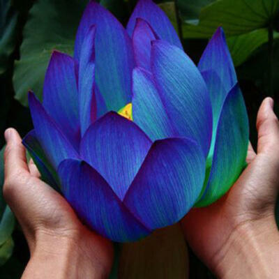 Chinese Lotus Seeds Nelumbo Nucifera Blue Water Lily Pond Garden New | eBay