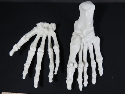 Anatomical Human Hand Foot Bones Model Medical Educational Teaching 2ct C5127