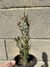 Opuntia Maverick  Variegated Cactus 4" Pot