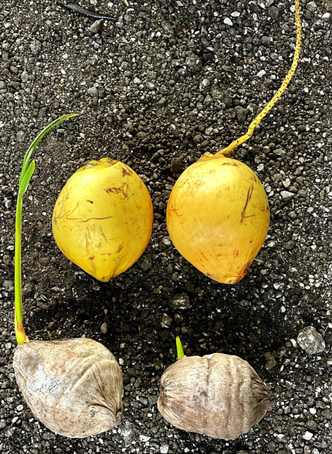 Sprouted Yellow Malayan Coconut – Live Plant 6–8" Tall – Healthy & Well-Rooted