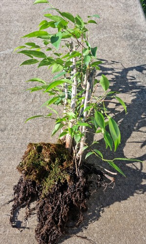 Bonsai Grove Fig Trees - Picture 4 of 10