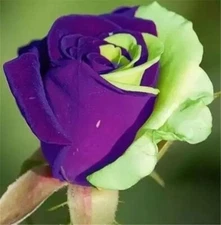 20 SEEDS for Purple/Green swirl RARE Rose flower Bush exotic plant USA Seller