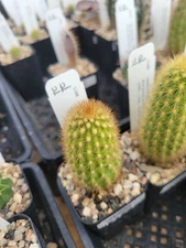 Haageocereus pseudomelanostele ssp. acanthocladus (with locality) (cactus - s...