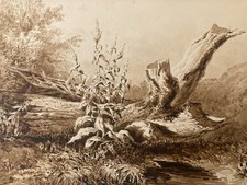 Very Beautiful Painting Wash Ink On Paper 19th 1850th Forest Landscape Plant Trunk