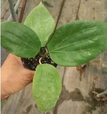 Hoya Glabra Rare Wax Plant Tropical Climbing Houseplant Exotic Indoor Vine Plant