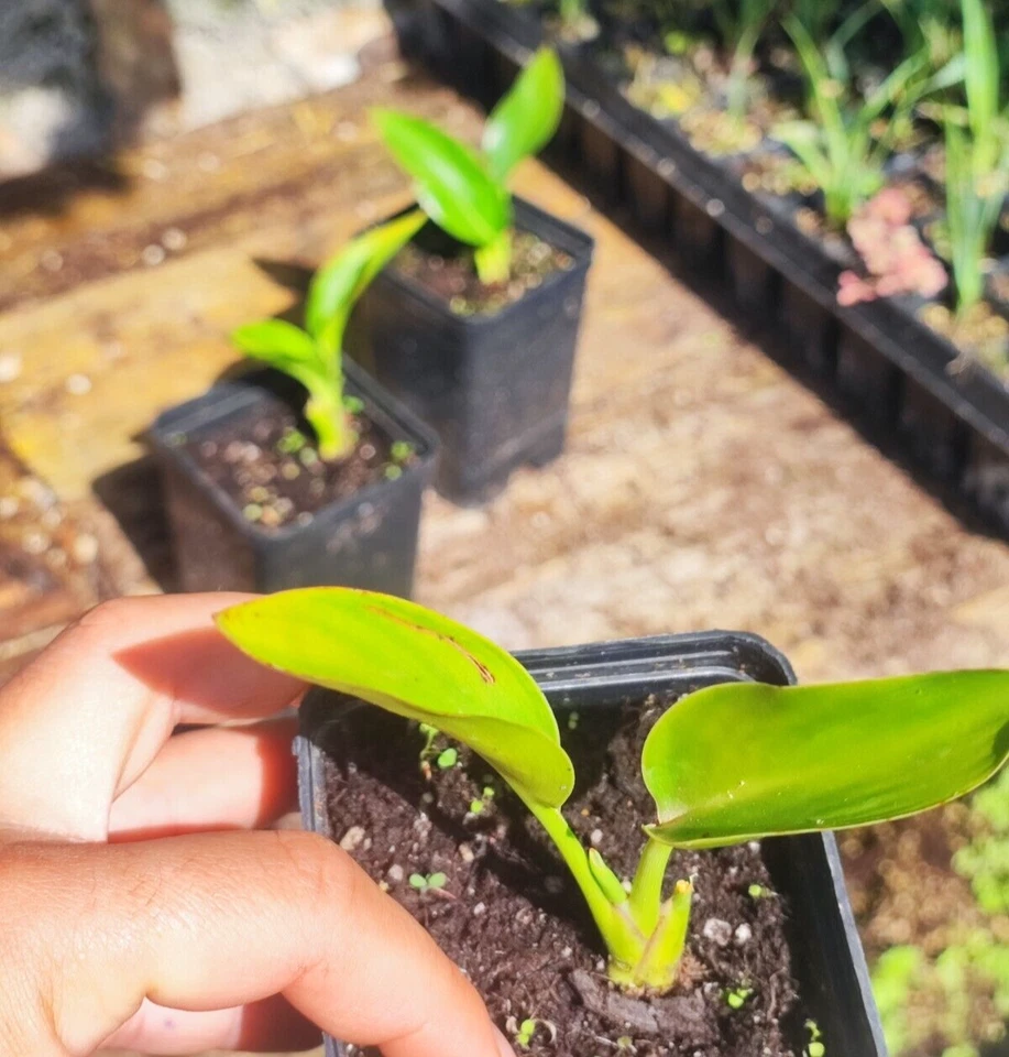 Strelitzia Juncae Bird of Paradise succulent exotic resistente freddo SUD AFRICA - Immagine 3 di 4
