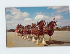 Postcard Clydesdale 8 Horse Team Busch Gardens Tampa Florida USA