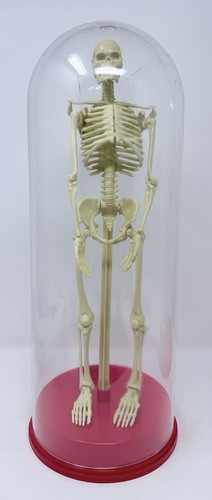 Vintage Plastic Model Human Skeleton 11" Complete 1991 Workman Publishing