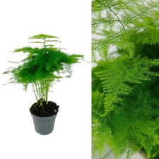 Asparagus Plumosus in 7cm Pot - Mini Indoor Plant - Beginner Friendly