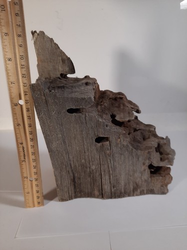 Carpentar Ant Camponotus Pennsylvanicus Nest Wood Carving Kids Science Display