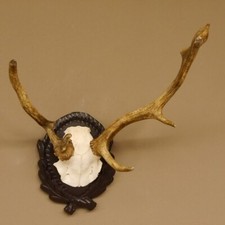 Daim Anormal Bois H 39 CM Plaquette de Trophée Barrage Cerf Corne de Cerf 72.470