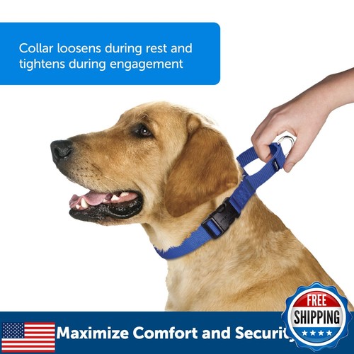 PetSafe Martingale Dog Collar with Quick-Snap Buckle - Small, 3/4 Inch, Raspb - Picture 2 of 5