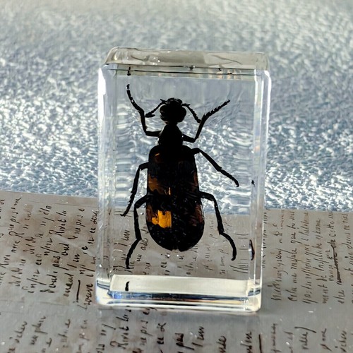 1pc Resin Real Insects Specimens Colorful Bugs Cricket Shrimp Beetles Ornaments - Foto 8 di 17