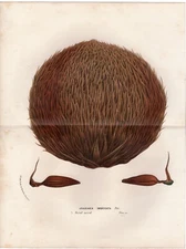 1865 van Houtte Antique Print, Monkey puzzle pine tree nut, botanical decor