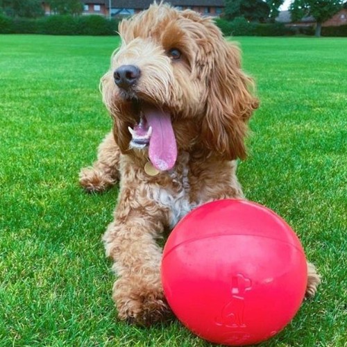 Dog Toys Ball Halti Boomer Ball Indestructible Dog Toys Puppy Choose Blue or Red - Picture 12 of 19