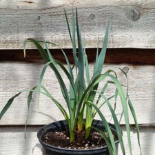 Hybryda Yucca: (pall. x fil/flac) x bladość, roślina/łącznie 35/55 cm (nr 99)