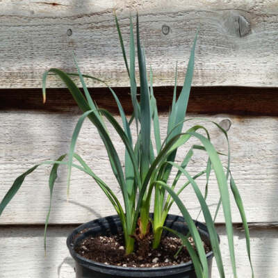 Yucca hybrid: (pall. x fil/flac) x pall, plant/total 35/55 cm (No. 99)