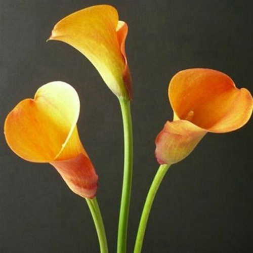 100 semillas de lirio de calla semilla de cantedesquia - Imagen 11 de 14