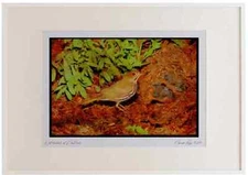 163010 Ovenbird With Young Watercolour Picture Frame Ltd Ed A3