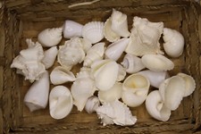 2-LBS. SEASHELL MIX, White Shells, Wedding Decor, Framing Shell, Floral SS-436A