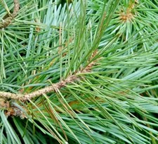 Fresh Wild Harvested Organic Pine Needles