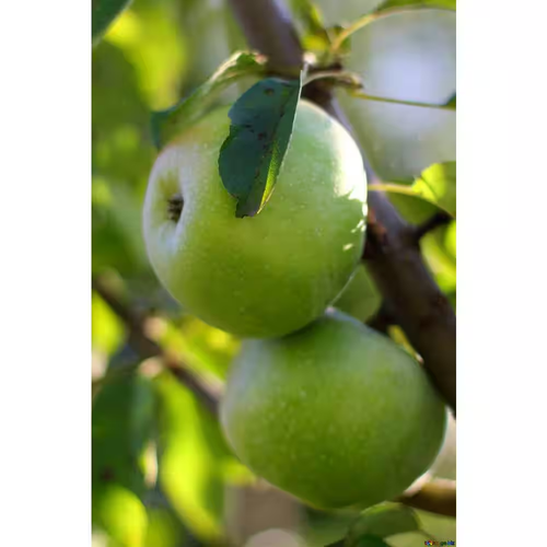 3 Ft. Granny Smith Apple Tree with Tart Green Fruit Best for Baking - Picture 4 of 12