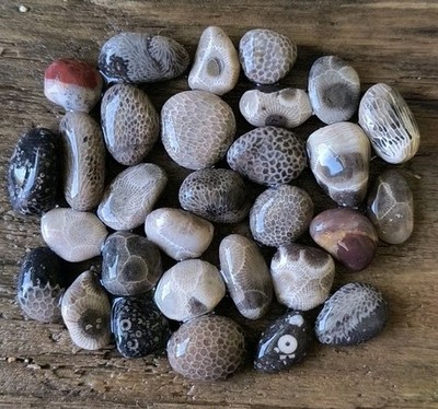 30 MINI Unpolished MICHIGAN FOSSILS Petoskey Stones 1/4'' perfect For Jewelry M5